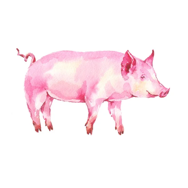 Roze Varken Aquarel Handgeschilderde Illustratie Witte Achtergrond — Stockfoto
