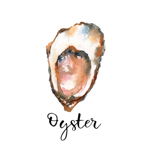 Havet Oyster Akvarell Illustration Vit Bakgrund — Stockfoto