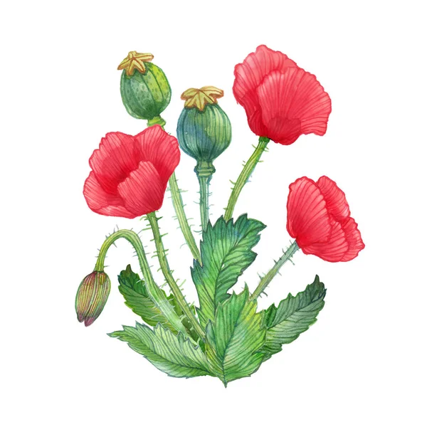 Piros Pipacsok Virág Zöld Levelek Csokor Akvarell Kézzel Festett Illusztráció — Stock Fotó