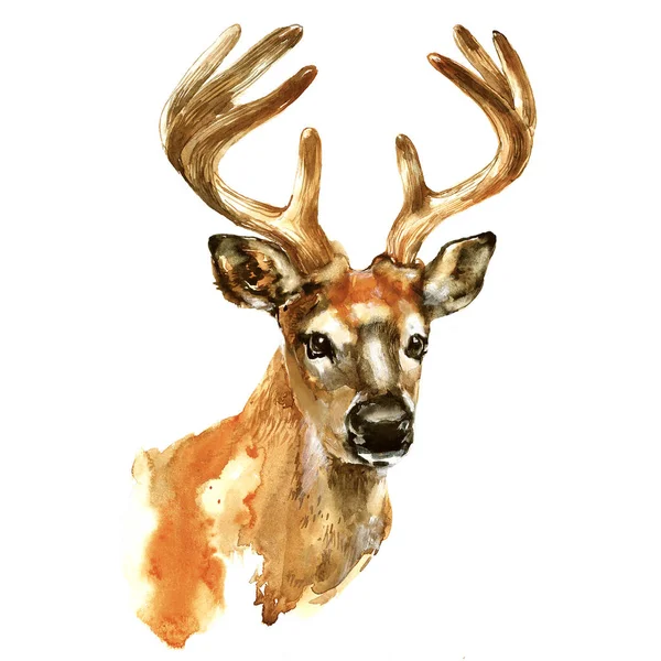 Watercolor Deer Head Animal Big Horns Isolated White Background — Stock Photo, Image