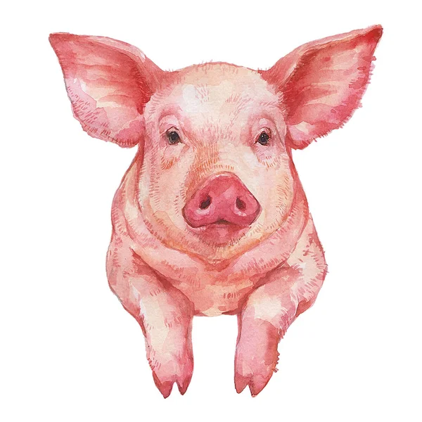 Entzückende Kleine Rosa Schwein Porträt Aquarell Illustration Isoliert Auf Weißem — Stockfoto