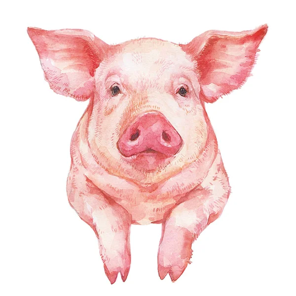 Entzückende Kleine Rosa Schwein Porträt Aquarell Illustration Isoliert Auf Weißem — Stockfoto