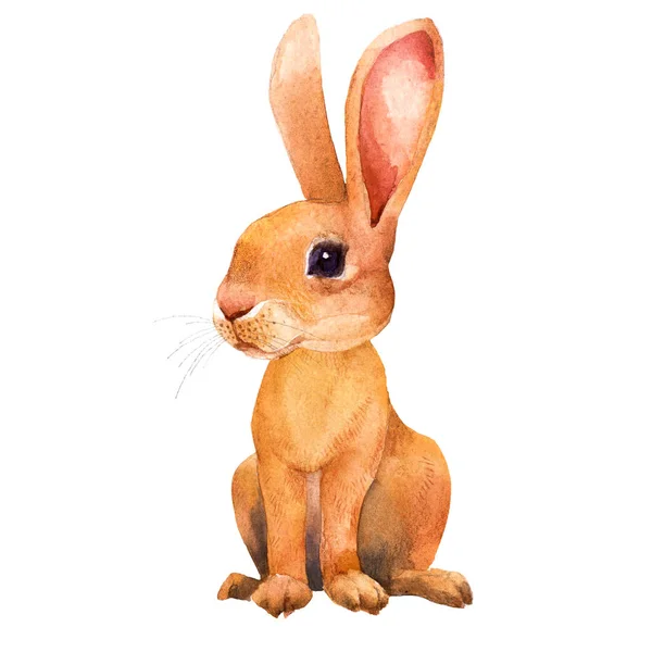 Niedliche Kaninchen Braunhase Osterdesign Handgezeichnete Aquarell Illustration — Stockfoto