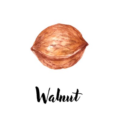 Kahverengi ceviz, beyaz arka plan üzerinde izole ela fındık. Suluboya el çizilmiş illüstrasyon 