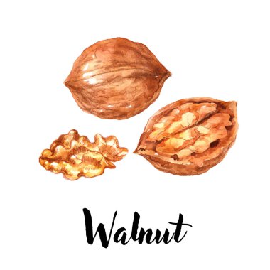 Kahverengi ceviz, fındık kabuğu ve tohumları ile ela fındık, beyaz arka plan üzerinde izole. Suluboya el çizilmiş illüstrasyon 