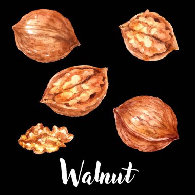 Kahverengi ceviz siyah arka plan üzerinde izole. Suluboya el çizilmiş illüstrasyon 