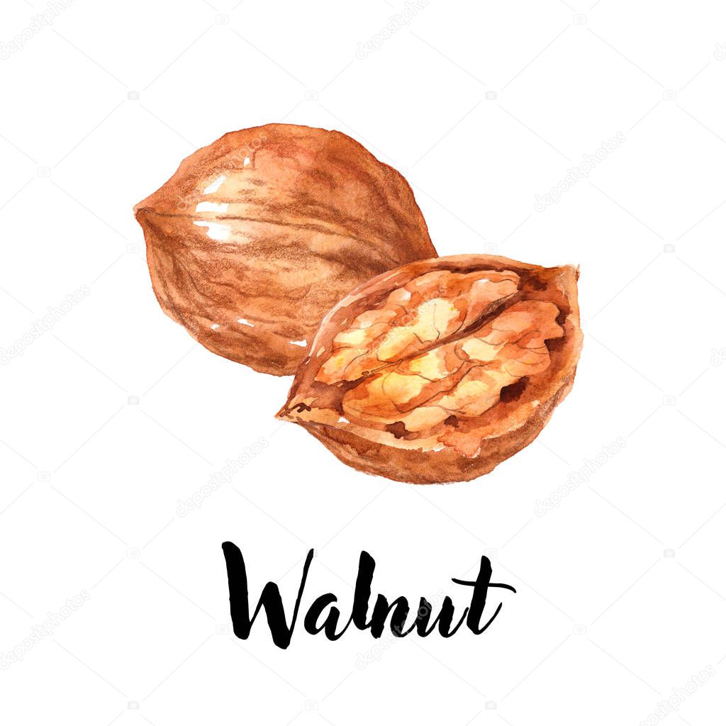 Brown walnut, hazel nut with nutshell and seeds, isolated on white background. Watercolor hand drawn illustration 