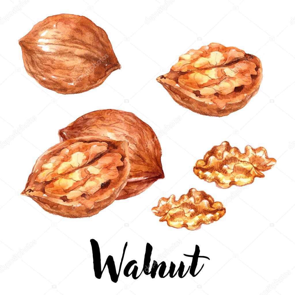 Brown walnut, hazel nut with nutshell and seeds, isolated on white background. Watercolor hand drawn illustration 