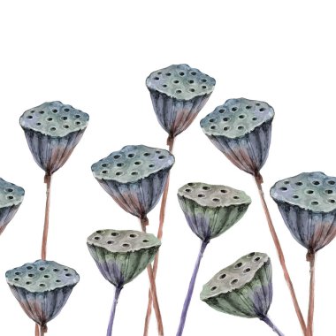 Lotus kurutulmuş bitki. Suluboya botanik illüstrasyon izole beyaz arka plan üzerinde