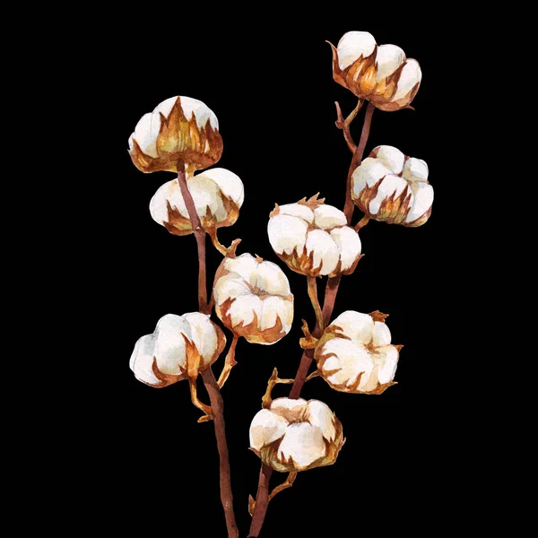Bukett Med Bomull Torkade Lotus Grenar Akvarell Botaniska Illustration Isolerade — Stockfoto