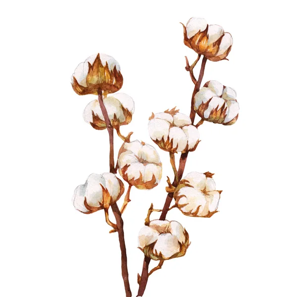 Cotton Plant Branches Flowers Watercolor Botanical Illustration Isolated White Background — Stock Photo, Image