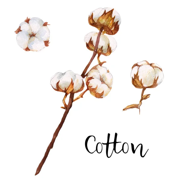 Cotton Plant Branches Flowers Watercolor Botanical Illustration Isolated White Background — Stock Photo, Image