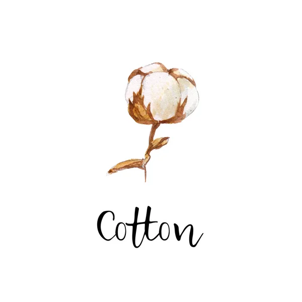綿植物は 花と枝します 白い背景に分離された水彩画ボタニカル イラスト — ストック写真