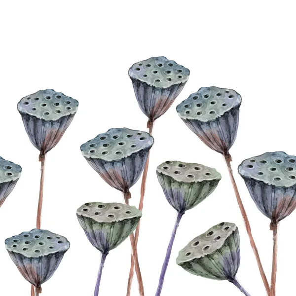 Лотосное Сушеное Растение Акварельная Ботаническая Иллюстрация Белом Фоне — стоковое фото