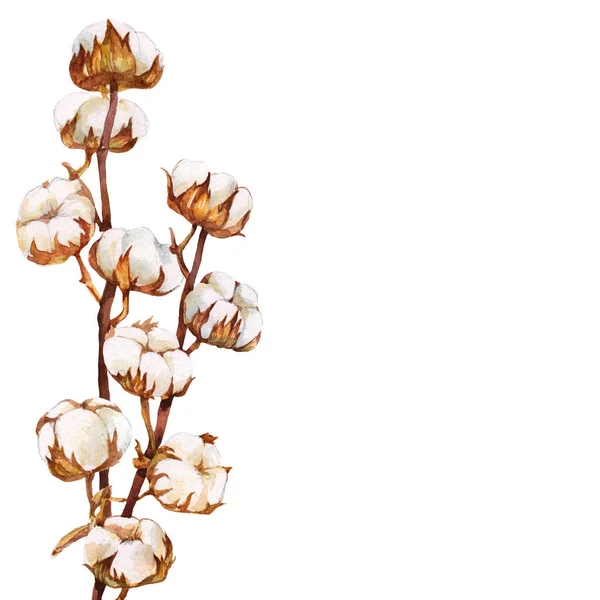 Pamut Növény Ágak Virágok Akvarell Botanikai Illusztráció Elszigetelt Fehér Background — Stock Fotó