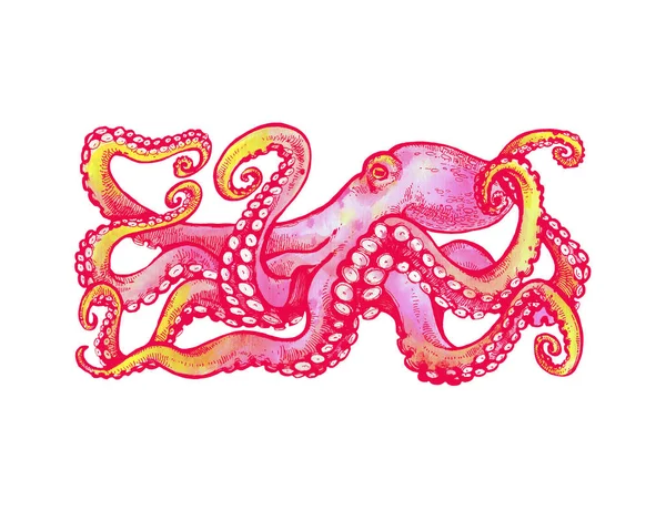 Roze Octopus Aquarel Illustratie Witte Achtergrond Tattoo Schets — Stockfoto