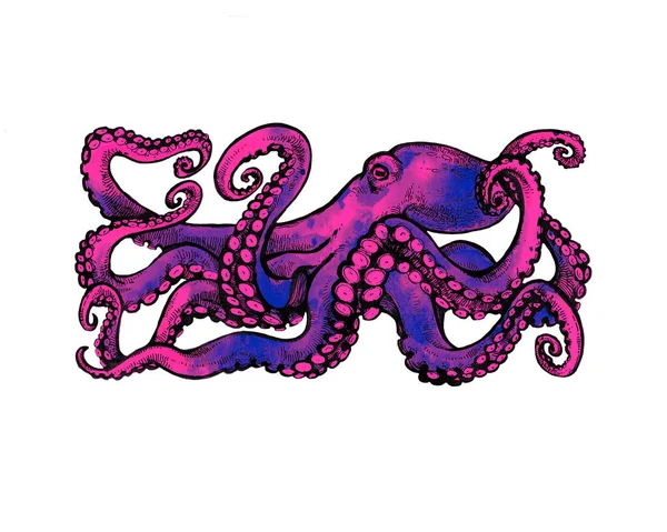 Пурпурный Осьминог Щупальцами Акварельная Иллюстрация Выделена Белом Фоне Векторный Эскиз — стоковое фото