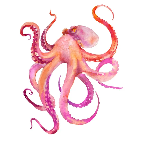 Roze Octopus Aquarel Illustratie Witte Achtergrond Tattoo Schets — Stockfoto