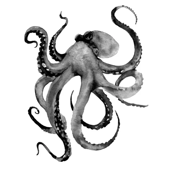 Zwarte Octopus Met Tentakels Aquarel Illustratie Geïsoleerd Witte Achtergrond — Stockfoto