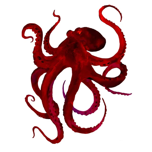 Red Octopus Met Tentakels Aquarel Illustratie Geïsoleerd Witte Achtergrond — Stockfoto