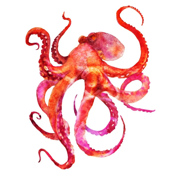 Polvo Vermelho Com Tentáculos Ilustração Aquarela Isolada Sobre Fundo Branco — Fotografia de Stock