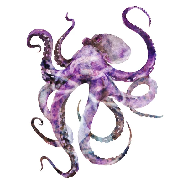 Purple Octopus Met Tentakels Aquarel Illustratie Geïsoleerd Een Witte Achtergrond — Stockfoto