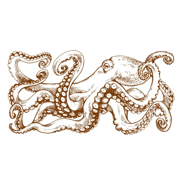 Octopus Met Tentakels Hand Getrokken Lijntekeningen Voorraad Vectorillustratie Gravure Van — Stockfoto