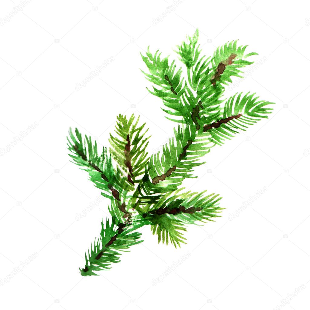 Pine evergreen branch. Watercolor illustration isolated on white background
