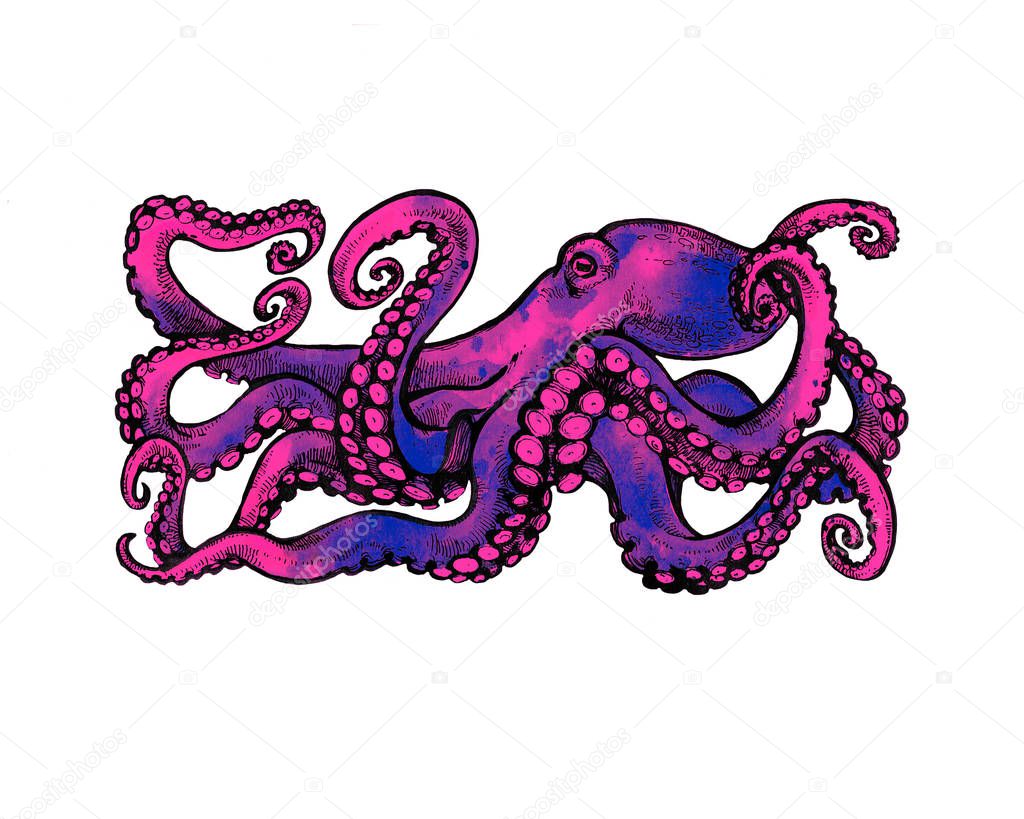 Purple Octopus with tentacles. Watercolor illustration isolated on white background. Tattoo vector sketch