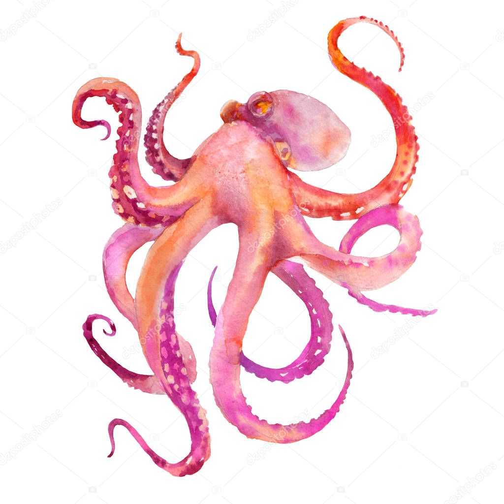 Pink Octopus. Watercolor illustration on white background. Tattoo sketch