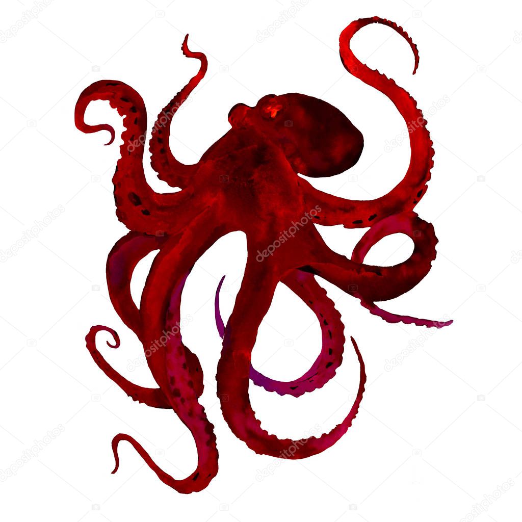Red Octopus with tentacles. Watercolor illustration isolated on white background