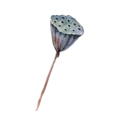 Lotus kurutulmuş bitki. Suluboya botanik illüstrasyon izole beyaz arka plan üzerinde