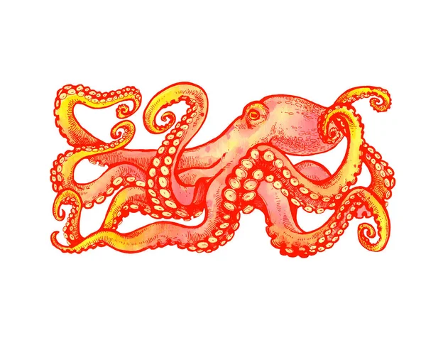 Pulpo Naranja Con Tentáculos Ilustración Dibujada Mano —  Fotos de Stock