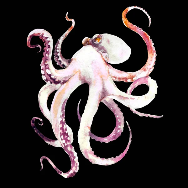 带触角的粉红色章鱼 手绘的例证 — 图库照片