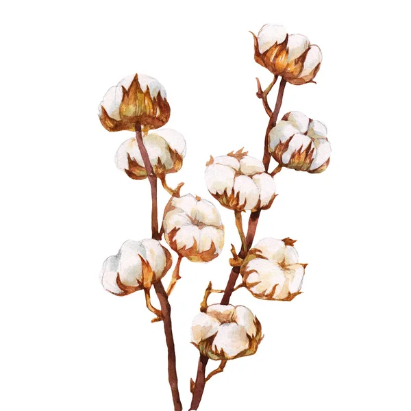 Rama Flores Algodón Acuarela Elemento Natural Pintado Mano — Foto de Stock