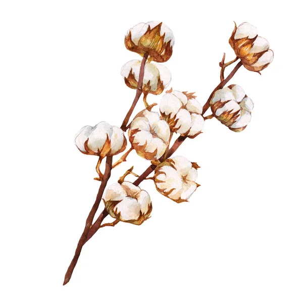 Bawełna Akwarela Gałąź Kwiat Ręcznie Malowane Elementu Naturalnego — Zdjęcie stockowe
