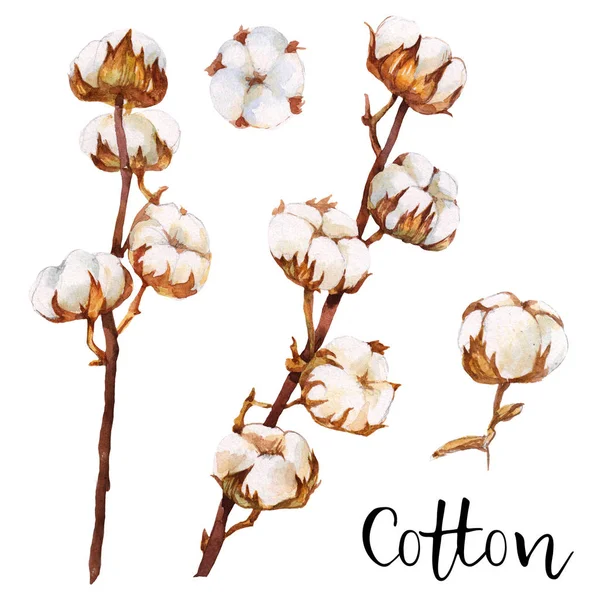 Gałąź Kwiaty Akwarela Bawełny Ręcznie Malowane Elementu Naturalnego — Zdjęcie stockowe