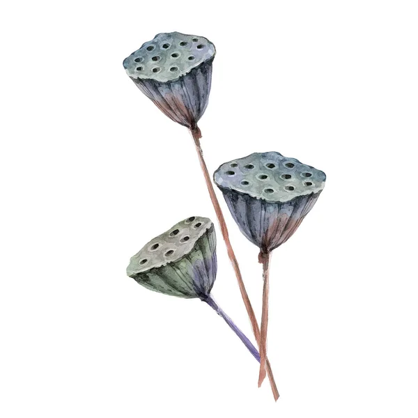Lotus Szárított Növényi Akvarell Botanikai Illusztráció Elszigetelt Fehér Background — Stock Fotó