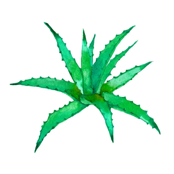 Aloe Vera Färgglada Blommor Akvarell Illustration — Stockfoto