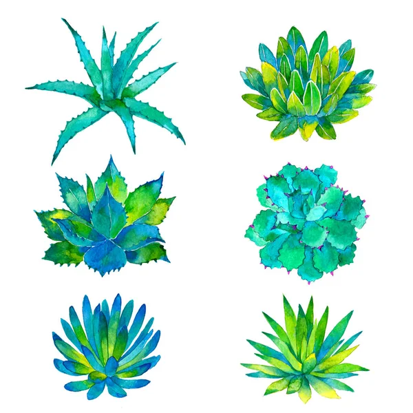 다채로운 수채화 Succulents — 스톡 사진