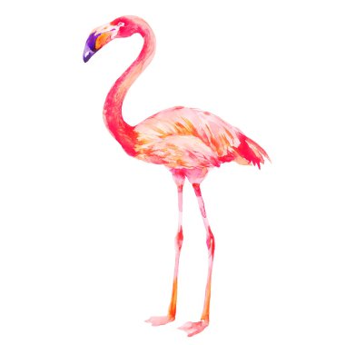 Pembe flamingo beyaz arka plan, suluboya illüstrasyon izole.
