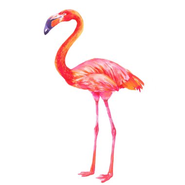 Pembe flamingo beyaz arka plan, suluboya illüstrasyon izole.