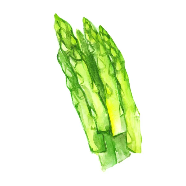 Zielone Szparagi Kiełki Ilustracja Akwarela Białym Tle — Zdjęcie stockowe