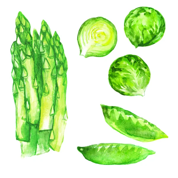 Grön Sparrisskott Brysselkål Gröna Ärtor Akvarell Illustration Isolerad Vit Bakgrund — Stockfoto