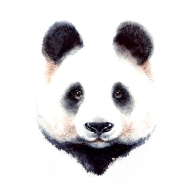 Panda ayı suluboya illüstrasyon portre