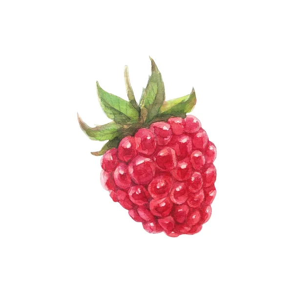 Red Raspberry Colorful Watercolor Illustration Isolated White Background — Stock Photo, Image