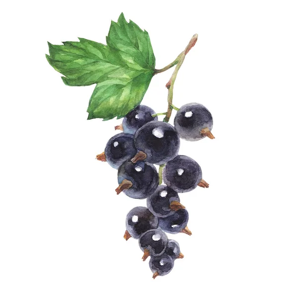 Blackberry Fekete Ribizli Levelekkel Színes Akvarell Illusztráció Elszigetelt Fehér Háttér — Stock Fotó