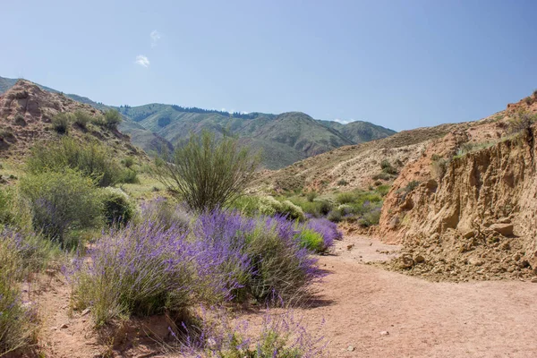 Route Vallée Canyon Rouge Avec Des Plantes Fleurs Bleues Beau — Photo