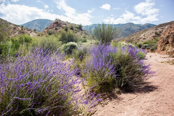 Route Vallée Canyon Rouge Avec Des Plantes Fleurs Bleues Beau — Photo