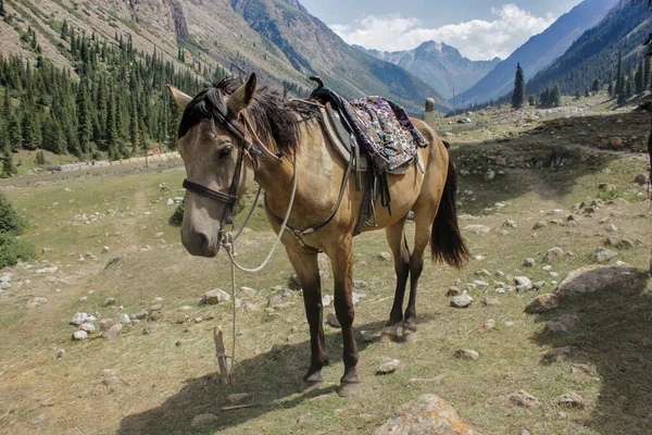 Nomad Horse Saddle Mountain Landscape View — Stock Photo, Image